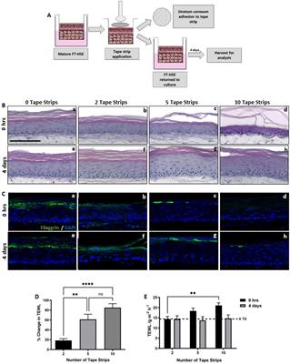 Development of a novel in vitro strategy to understand the impact of shaving on skin health: combining tape strip exfoliation and human skin equivalent technology